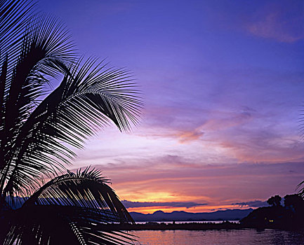 棕榈树,海洋,日落,瓜德罗普,法国,西印度群岛