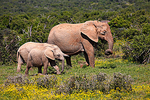 非洲,灌木,大象,母牛,幼兽,阿多大象国家公园,东开普省,南非
