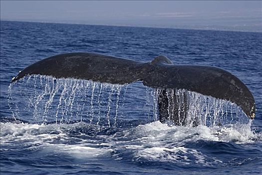 夏威夷,驼背鲸,大翅鲸属,鲸鱼,尾部