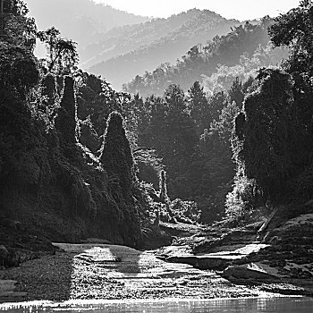 树,树林,河边,湄公河,省,老挝