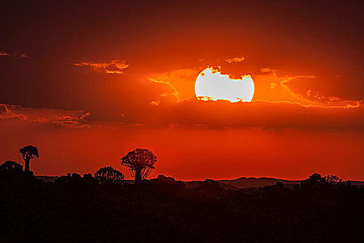 日落,剪影,抖树,公园,靠近,基特曼斯胡普,纳米比亚,非洲