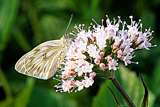 西部,白色,蝴蝶,努特卡,缬草属植物,花,南,省立公园,不列颠哥伦比亚省,加拿大