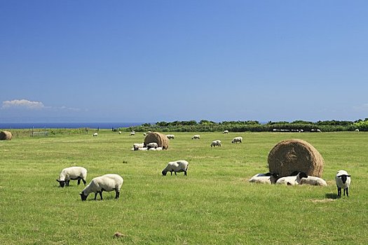 岛屿,绵羊,牧场