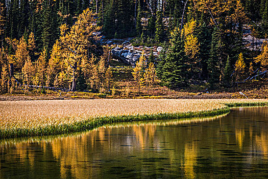 长的草,灰熊湖,在秋天,阳光牧场,省立公园,英属哥伦比亚大学,加拿大