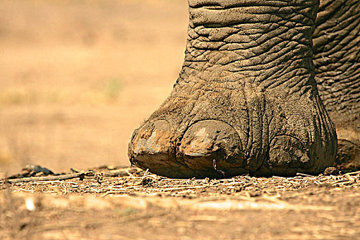 特写,非洲象,脚,国家公园,津巴布韦