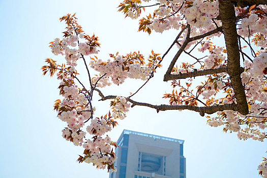 校园樱花盛景