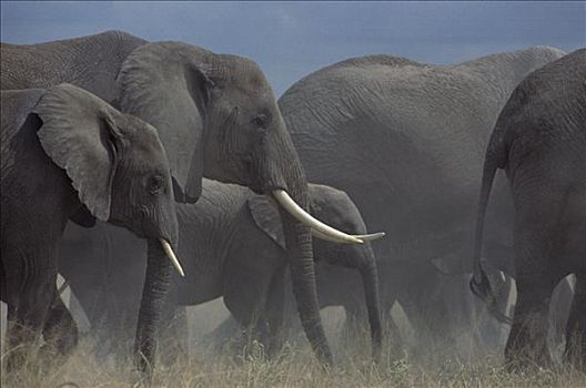 非洲象,牧群,走,上方,尘土,朴素,安伯塞利国家公园,肯尼亚