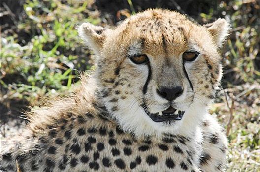 印度豹,猎豹,马赛马拉国家保护区,肯尼亚,非洲