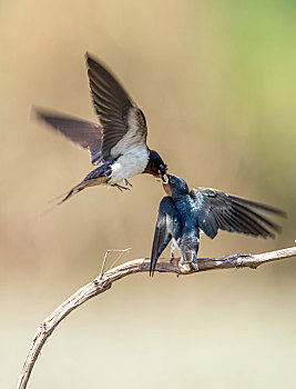 春天里,燕子在枝头给雏鸟喂食