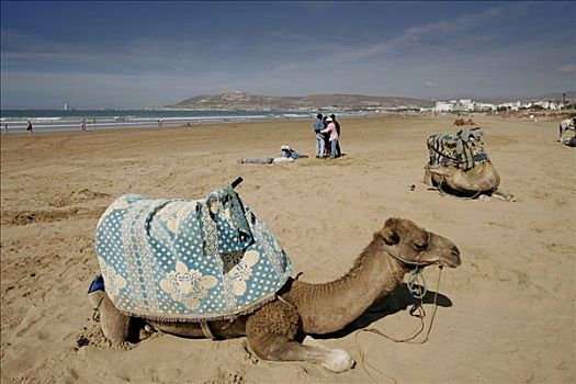 放松,骆驼,海滩,阿加迪尔,摩洛哥,非洲