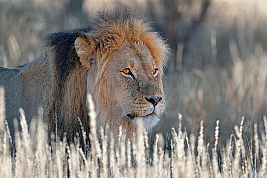 狮子,成年,雄性,干草,卡拉哈迪大羚羊国家公园,北开普,南非,非洲