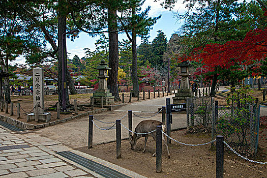 日本奈良东大寺