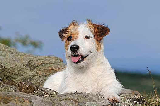 杰克罗素狗,母狗,躺着,石头,奥地利,欧洲