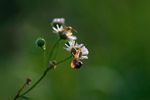 花与小蜗牛