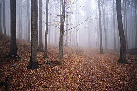 树林,道路,雾,秋天,林中小径,树,阔叶树,叶子,秋叶,无人,安静,孤单,自然,季节,阴郁,阴暗,神秘