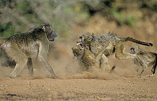 狒狒,军队,争斗,克鲁格国家公园,南非