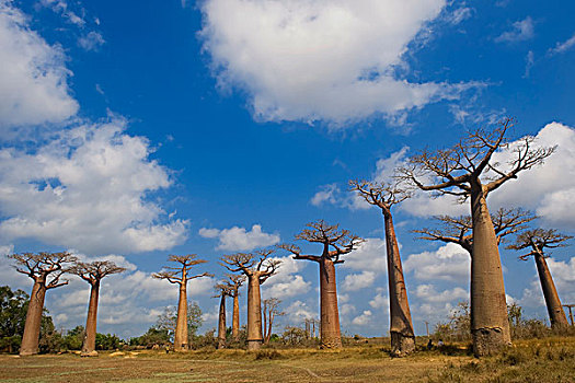 猴面包树,穆龙达瓦,马达加斯加,非洲