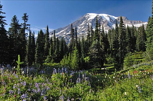 雷尼尔山,冰河,小路,雷尼尔山国家公园,华盛顿,美国,北美