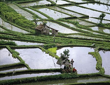 农民,休息,稻田,巴厘岛,印度尼西亚