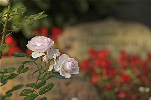 玫瑰,粉色,墓碑,墓地,汉堡市,德国,欧洲