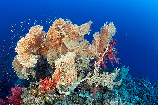 礁石,上面,群,柳珊瑚目,软珊瑚,红海,埃及,非洲