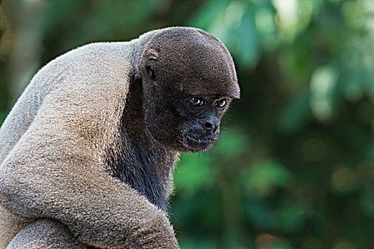 褐色,猴子,脆弱,物种,亚马逊,巴西,南美