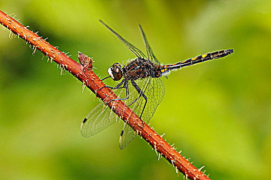 北方生物带,蜻蜓,北部,省立公园,艾伯塔省,加拿大