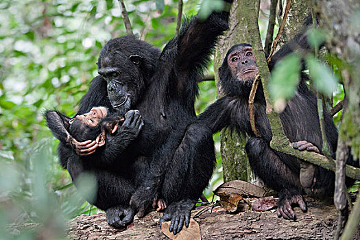 黑猩猩,类人猿,女性,幼仔,幼小,坦桑尼亚