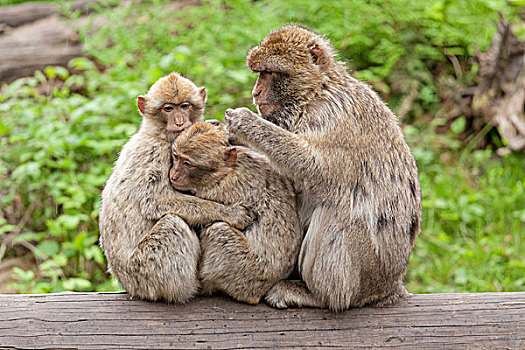 巴巴利猕猴,叟猴,挑选,相互,动物园,泻湖,梅克伦堡前波莫瑞州,德国,欧洲