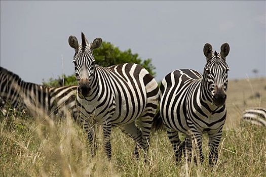 四个,斑马,站立,草地,马赛马拉国家保护区,肯尼亚