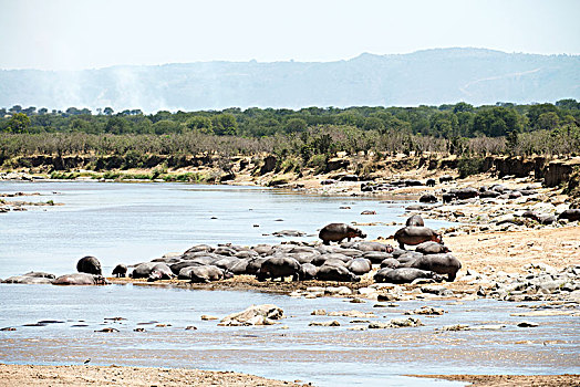 河马,休息,堤岸,马拉河,烟,灌木,灌木丛火灾,背景,塞伦盖蒂国家公园,坦桑尼亚