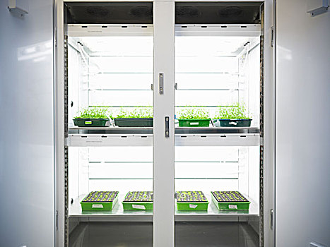 植物,实验室,容器