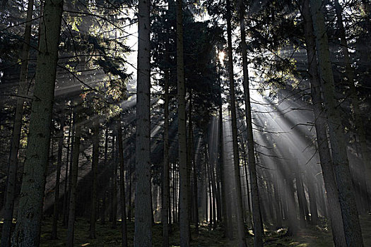 太阳光线,树林