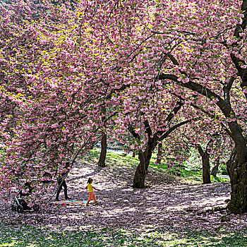 樱花,树,中央公园,曼哈顿,纽约,美国