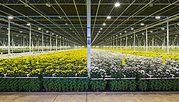 温室,菊花,荷兰