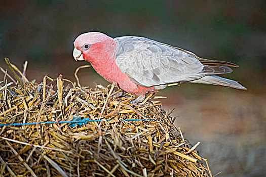 粉红凤头鹦鹉,成年,稻草,大捆,车站,纳勒博平原,西澳大利亚州,澳大利亚