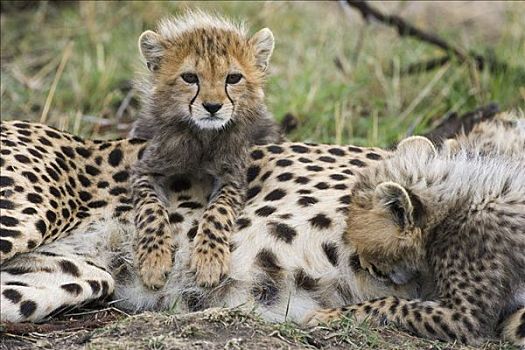 印度豹,猎豹,两个,星期,老,幼兽,一个,护理,马赛马拉,自然保护区,肯尼亚