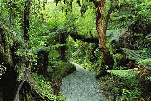 小路,树林,南岛,新西兰