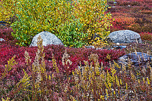 秋天,蓝莓,贫瘠,花冈岩,石头,东方,缅因,美国