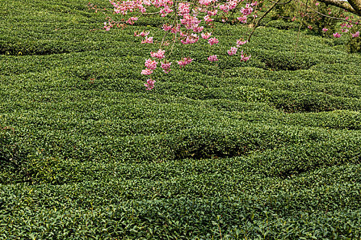 樱花盛开的美丽茶园