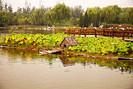 龙潭湖中心的野鸭窝,荷花,曲桥和平台