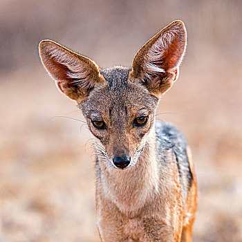 后背,豺,头像,萨布鲁国家公园,肯尼亚,非洲