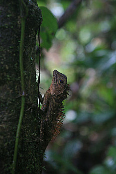 马来西亚穆鲁山国家公园马来西亚沙捞越州自然保护区这是雨林里的动物变色龙