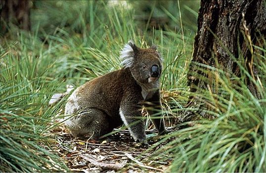 走,树袋熊,有袋动物,哺乳动物,追逐,国家公园,袋鼠,岛屿,澳大利亚,动物