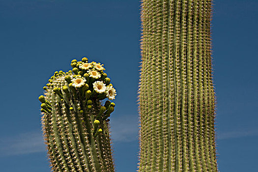 花,树形仙人掌,萨瓜罗国家公园,亚利桑那,美国