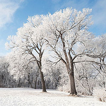 曼尼托巴,加拿大,雪,地上,树