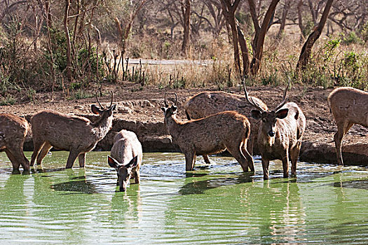 群,鹿,水潭,国家公园,拉贾斯坦邦,印度