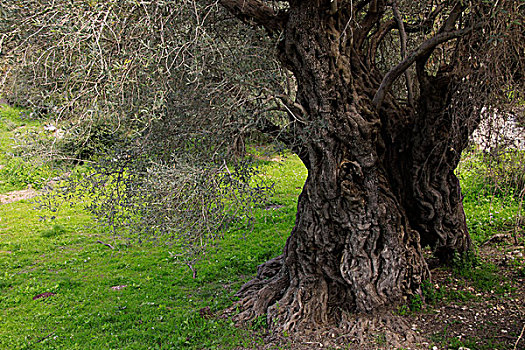 橄榄树,土地,以色列