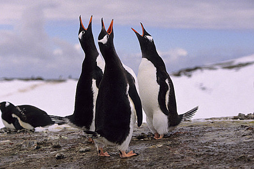 南极,南设得兰群岛,乔治王岛,臀部,巴布亚企鹅,喧哗,相互,展示