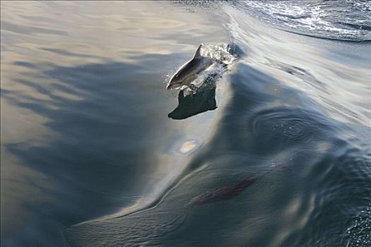 海豚,澳大利亚
